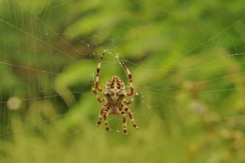 Common Spiders Extermination in Mckinney, TX