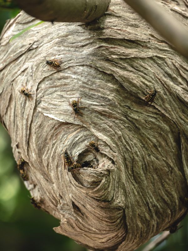 Wasp Hive Removal