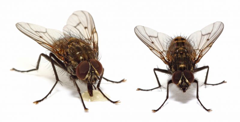 Fly Pest Control in Fort Worth, TX