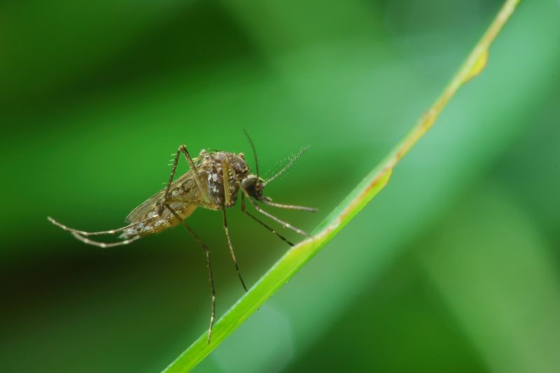Fly Pest Control in Denton, TX