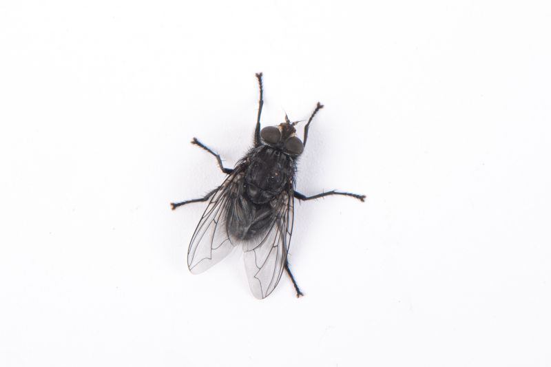 Fruit Fly Extermination in Rockwall, TX