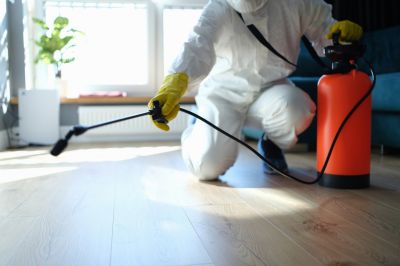 Huntsman Spider Extermination in Fort Worth, TX
