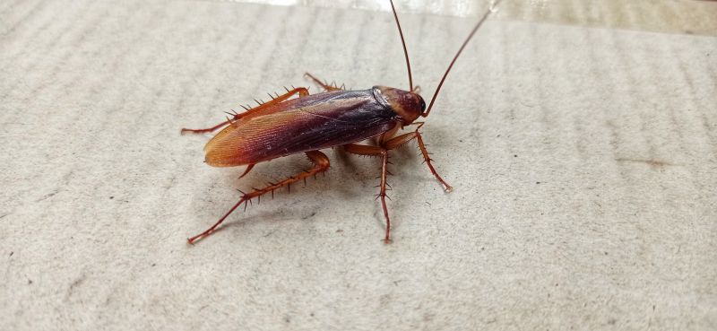Roach Fumigation in Fredericksburg, VA