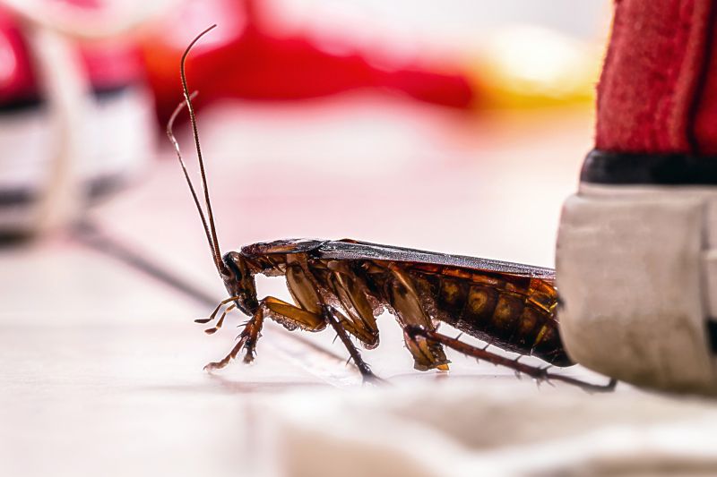 Roach Fumigation in Bellingham, WA