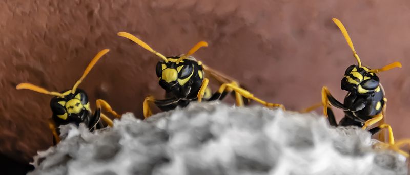 Signs You Have A Wasp, Hornet, Or Yellow Jacket Problem