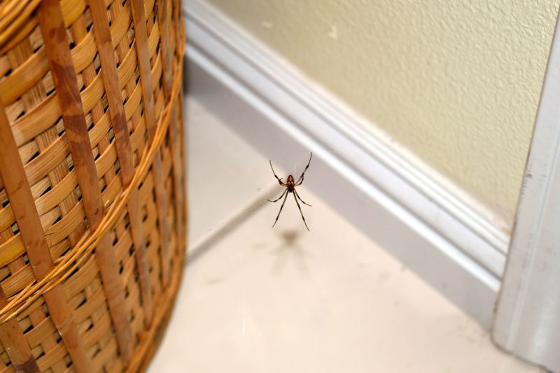 Spider Control Service in Rockwall, TX