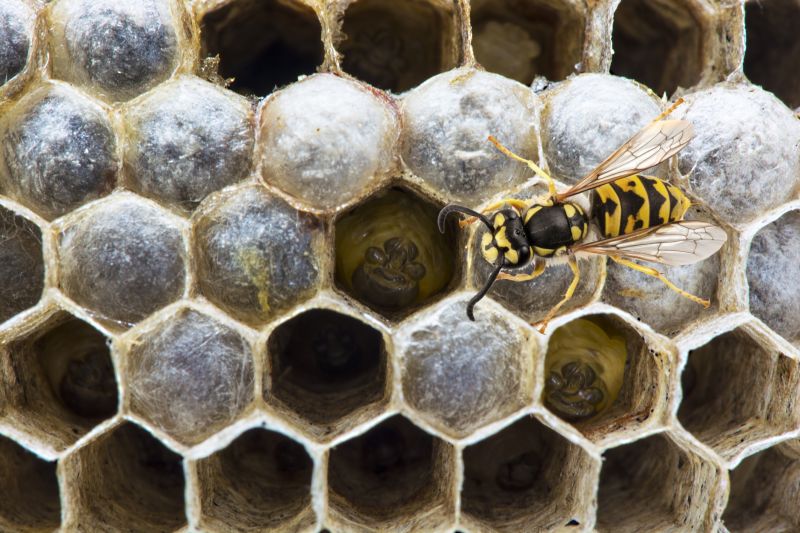 Wasp Hive Removal