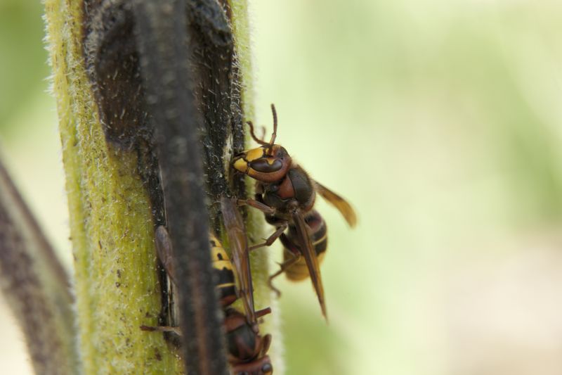 Wasp Hive Removal
