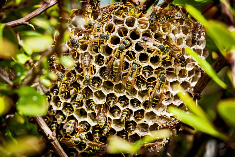 Wasp Hive Removal
