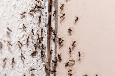 Wall Cavity Colonies