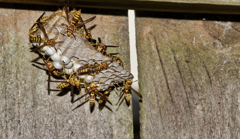 Wasp Nest in Wall Cavity