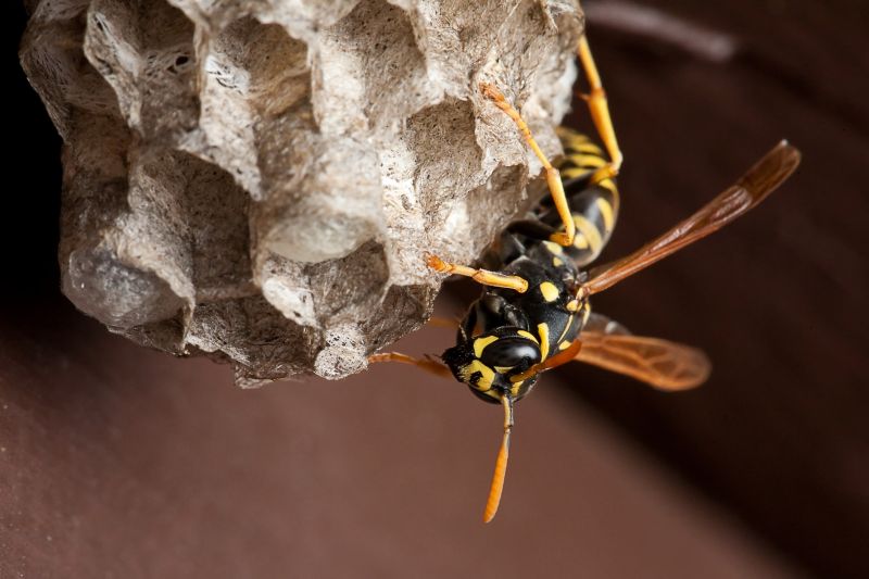 Wasp Hive on Garage