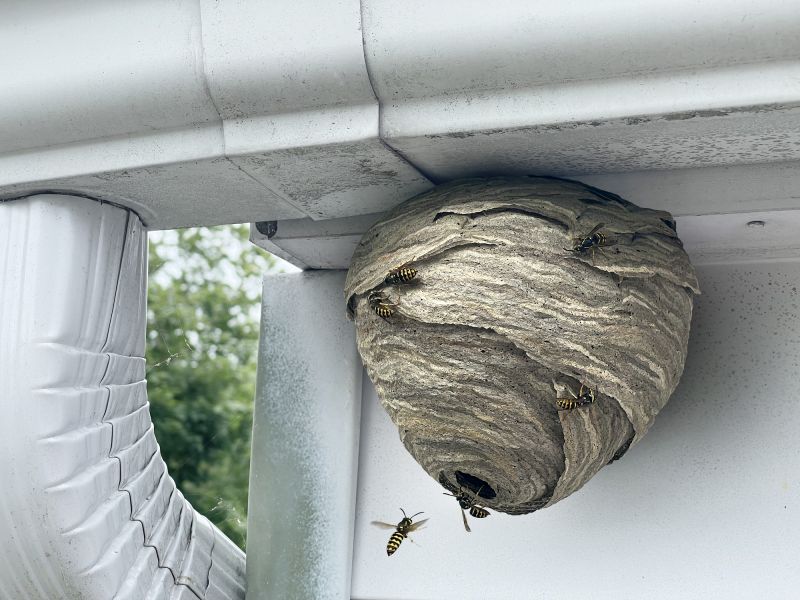 Wasp Hive in Garden Shed
