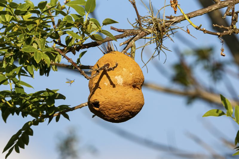 Wasp Nest on Chimney
