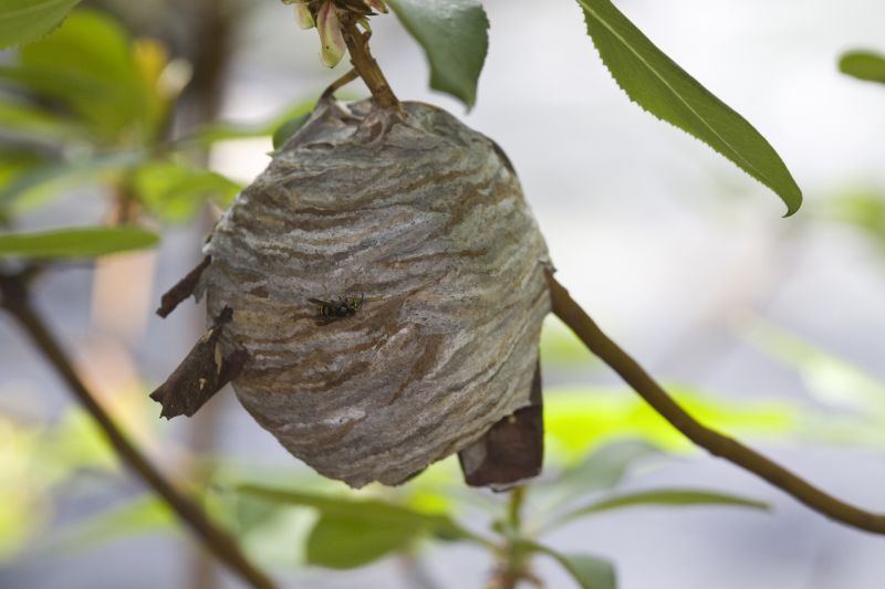 Wasp Hive in Tree