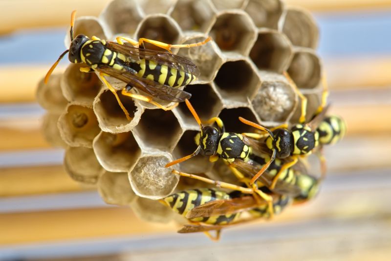 Wasp Nest in Bush