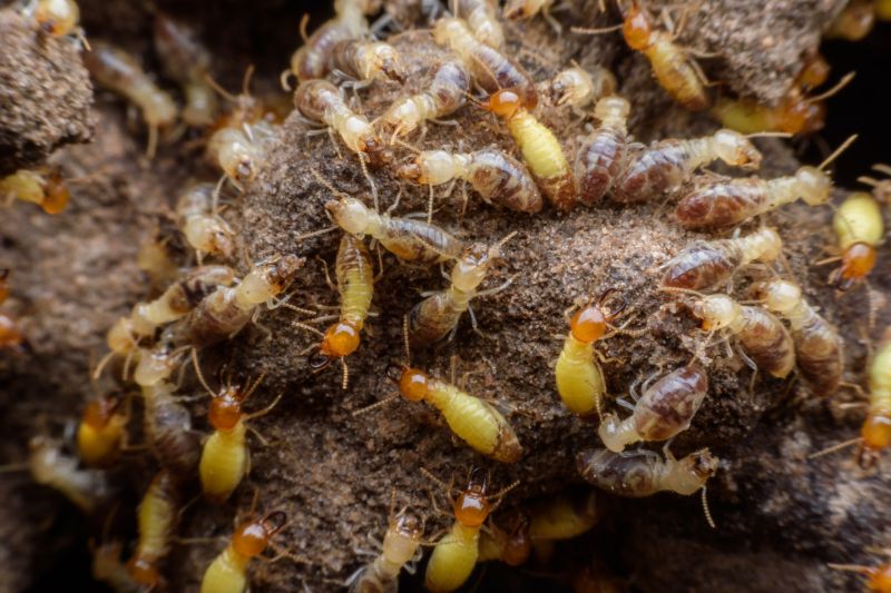 Winged Termite Extermination in Frisco, TX