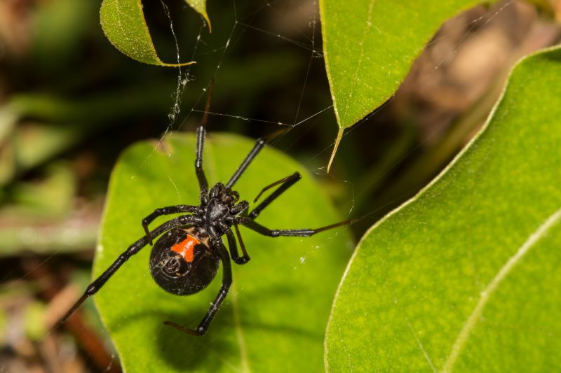 Wolf Spider Removal in New Braunfels, TX